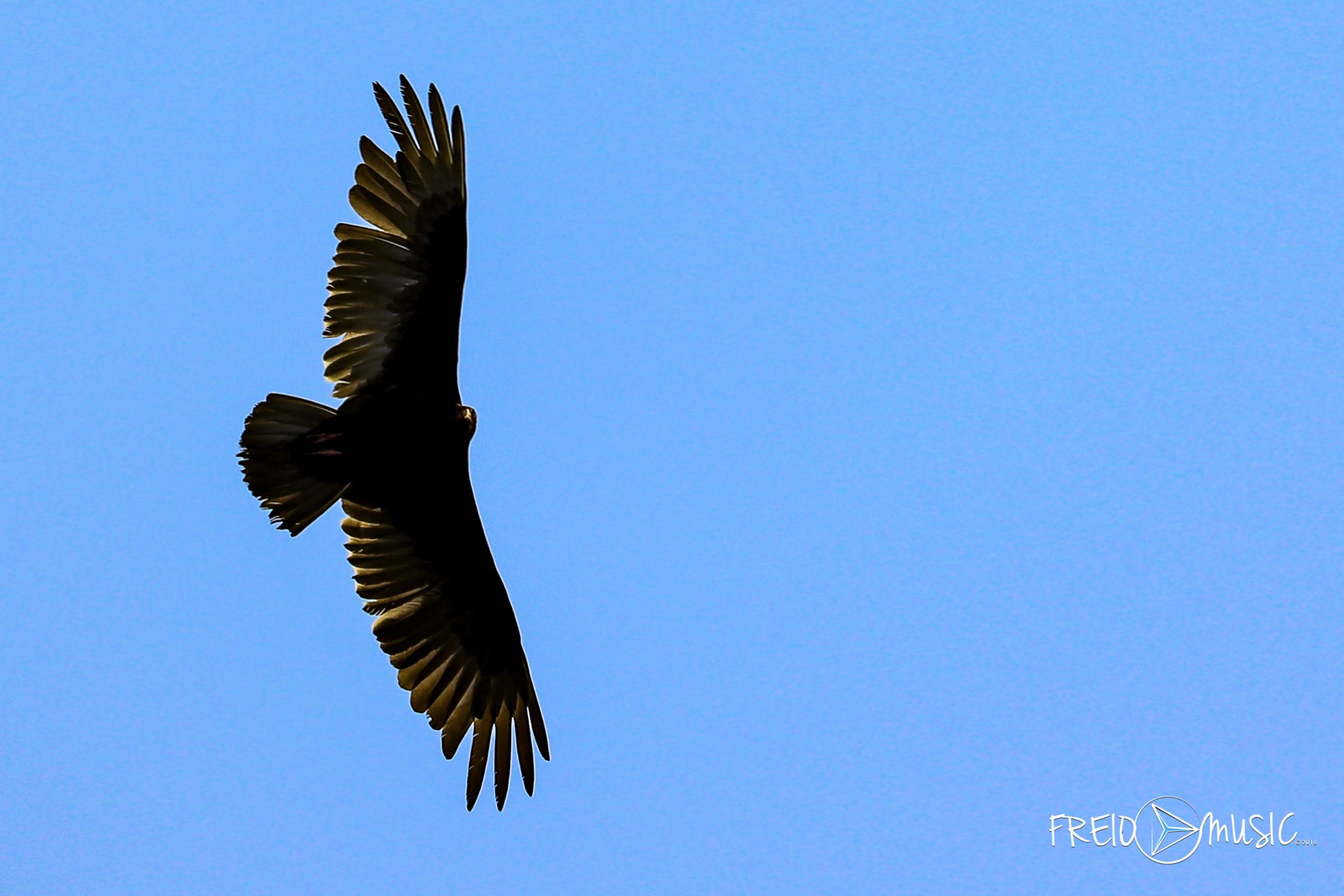 Bird soaring against a clear blue sky
